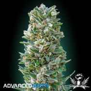 Advanced Seeds Auto Heavy Bud